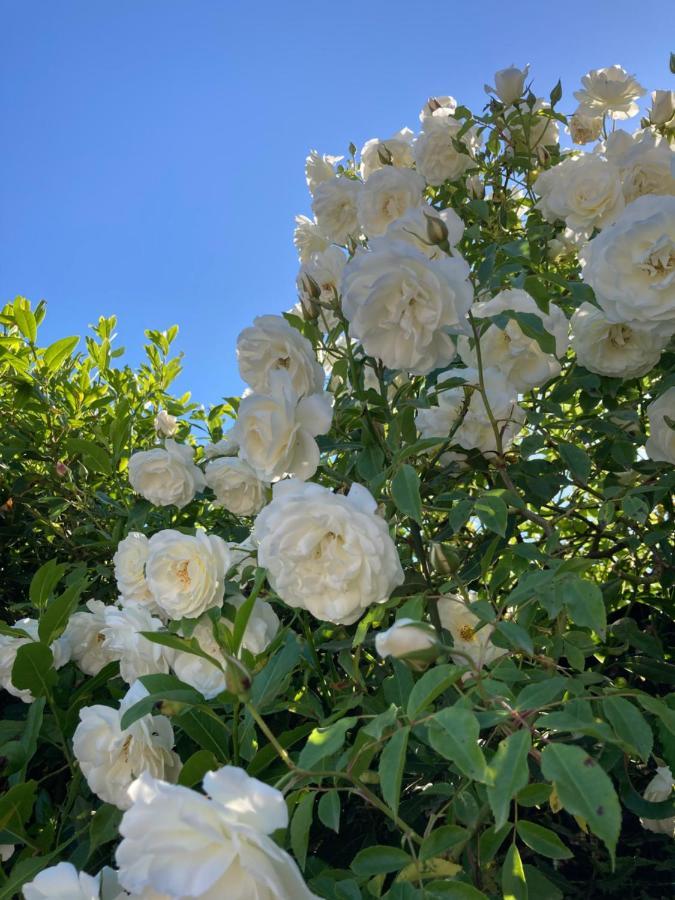 La Rosa Del Lago Bracciano  Extérieur photo